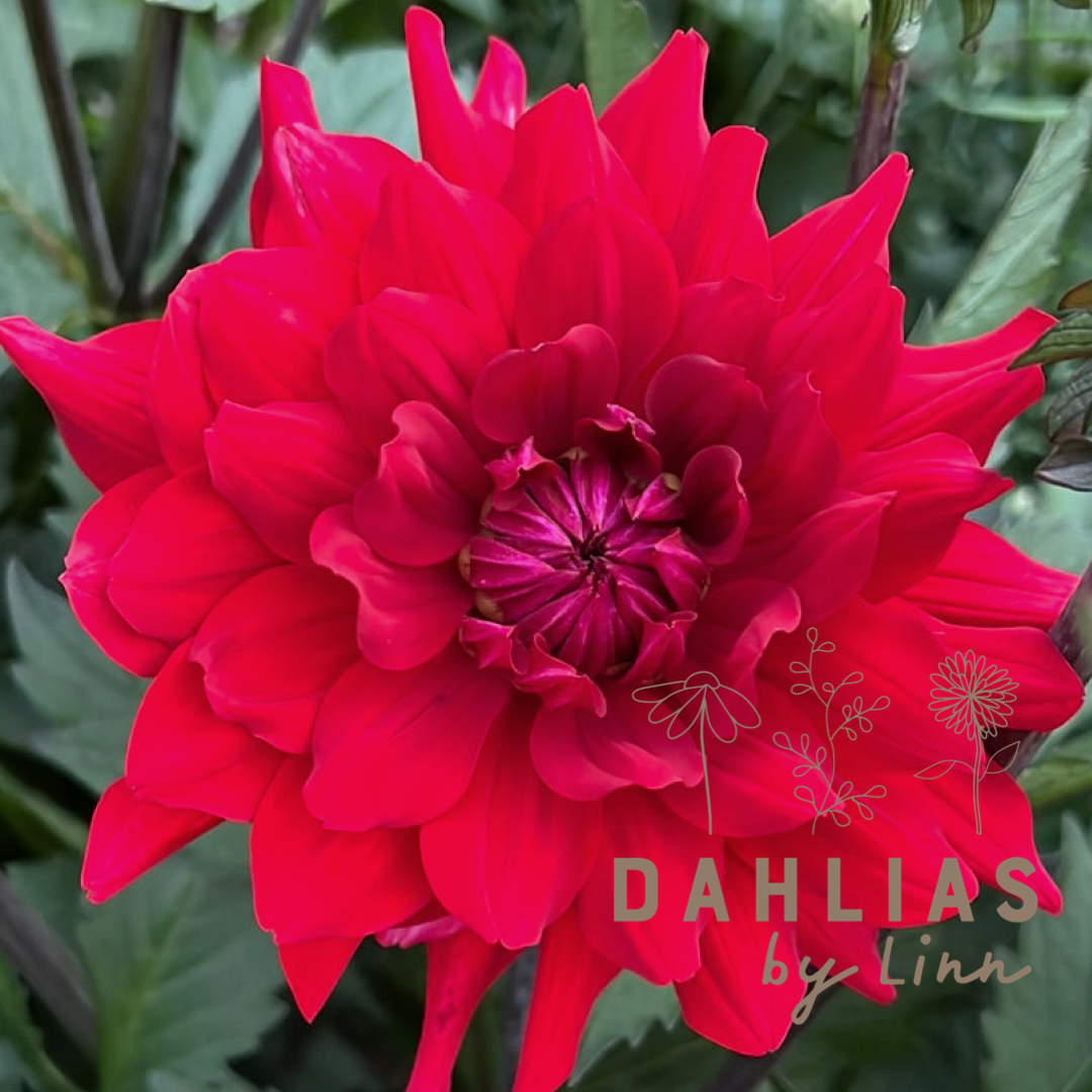 Dahlia Karma Amora