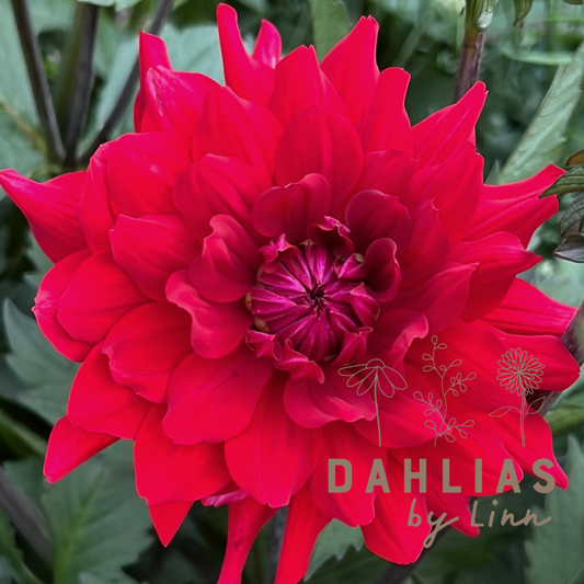 Dahlia Karma Amora