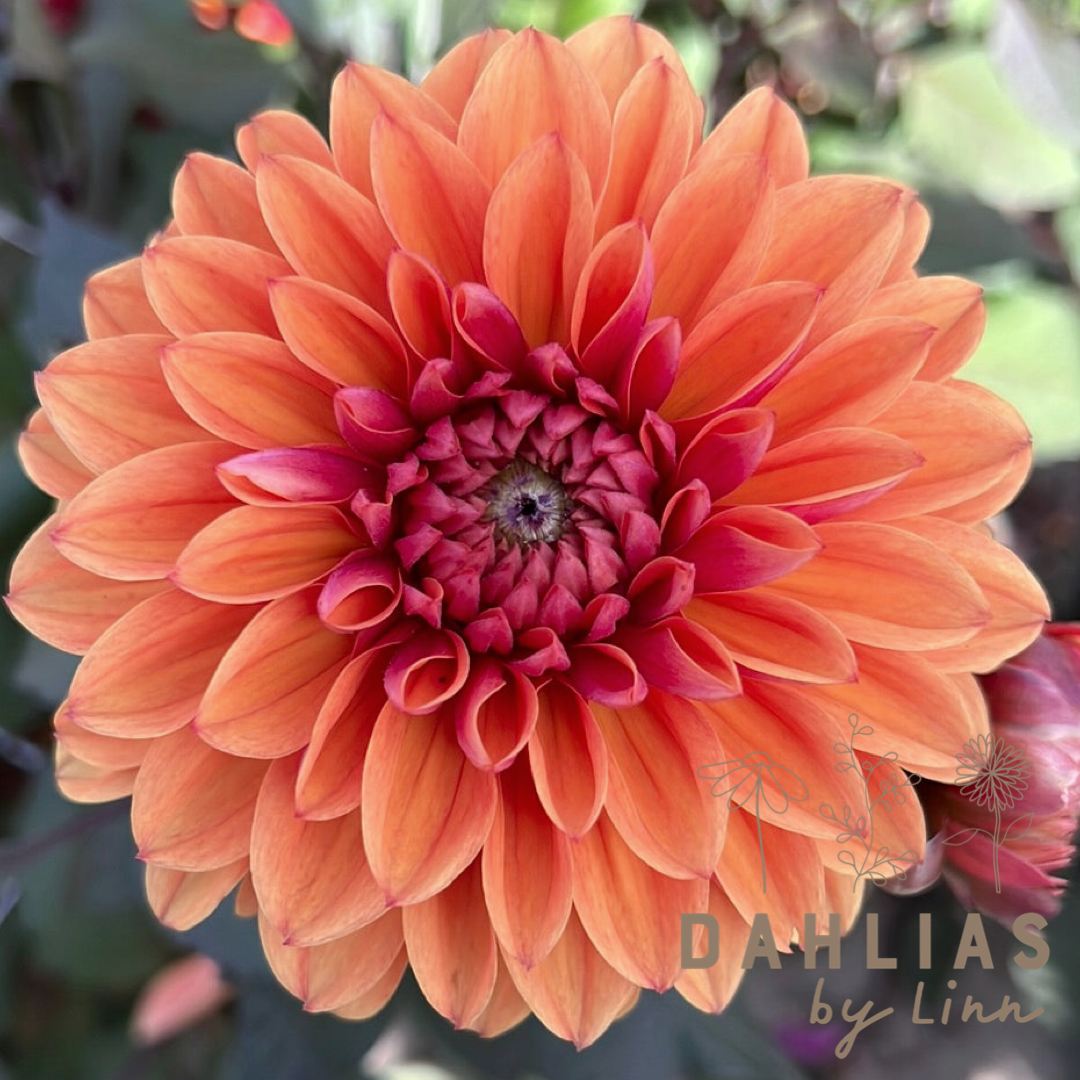 Dahlia Love of my Life