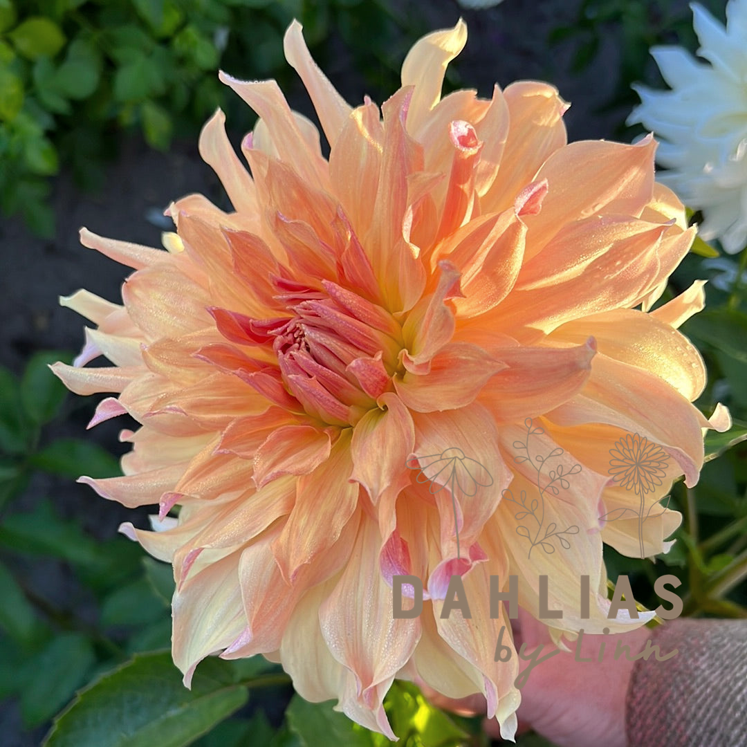 Dahlia Big brother