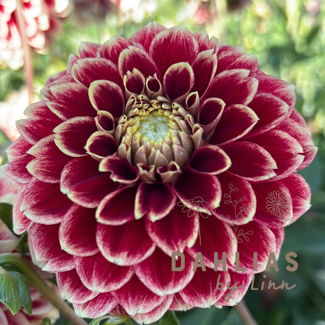 Dahlia Jowey Hubert UTGÅR!