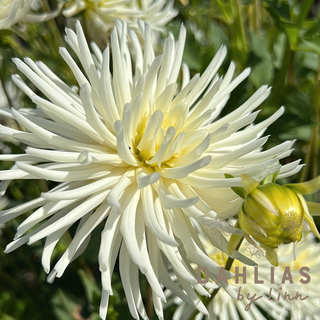 Dahlia Playa Blanca