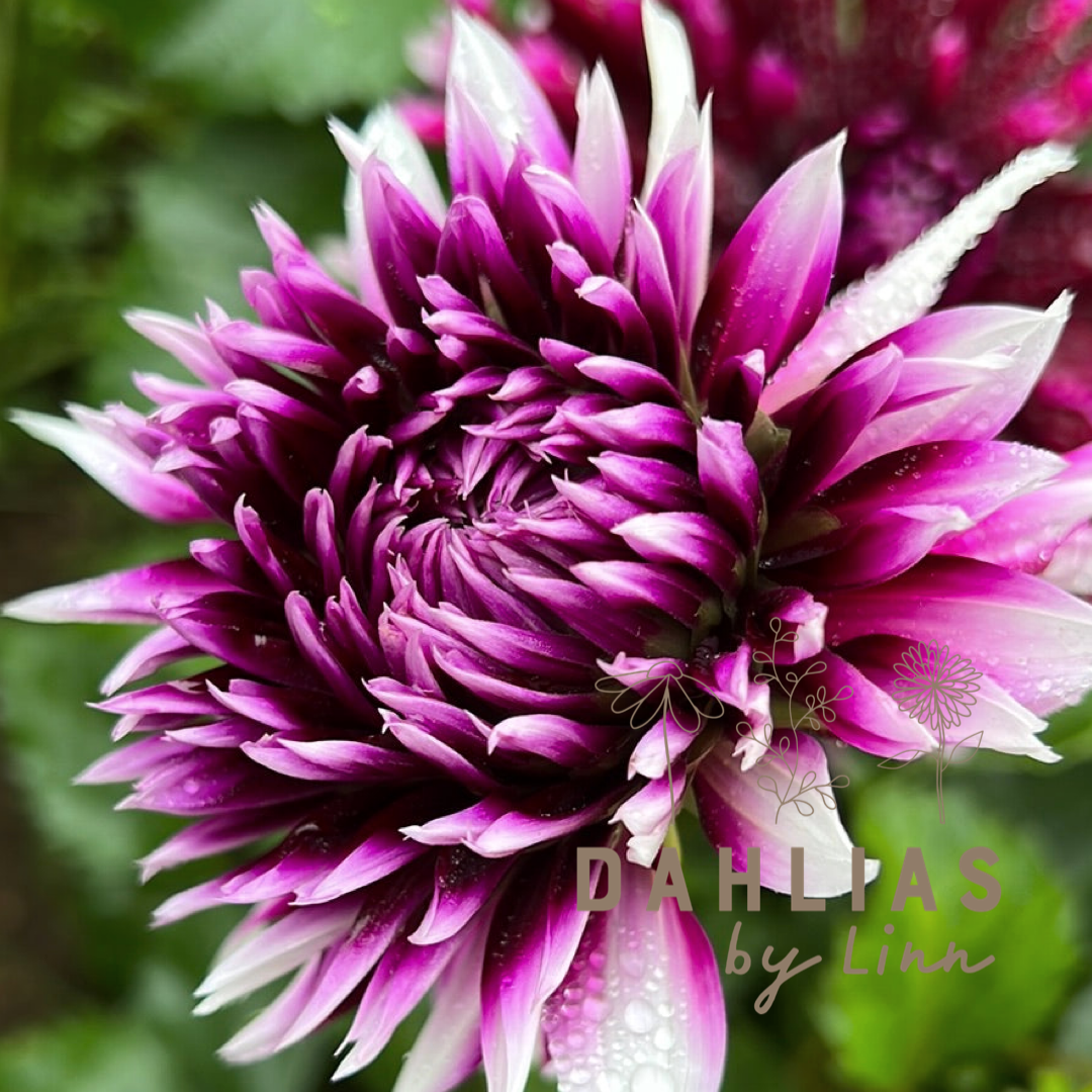 Dahlia Clair Obscur Utgår!