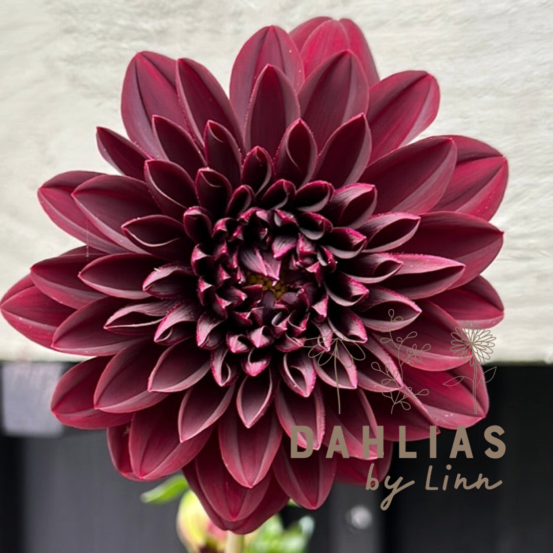 Dahlia Arabian Night