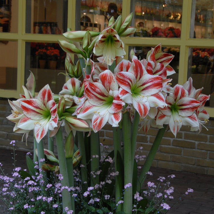 Amaryllis