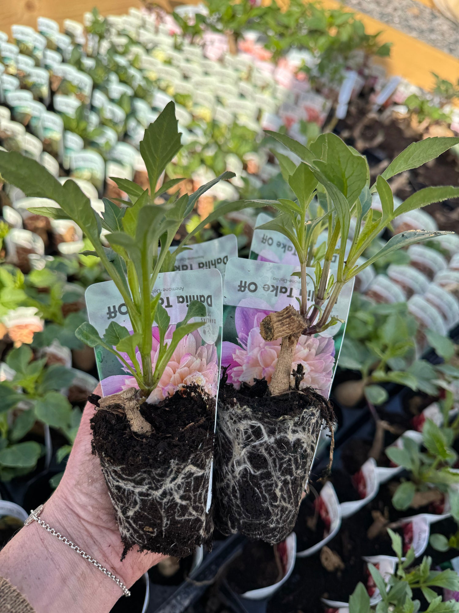 Knölplantor