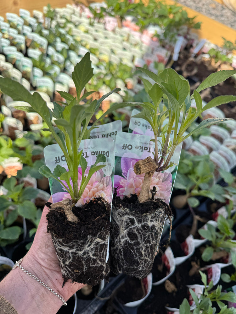 Knölplantor