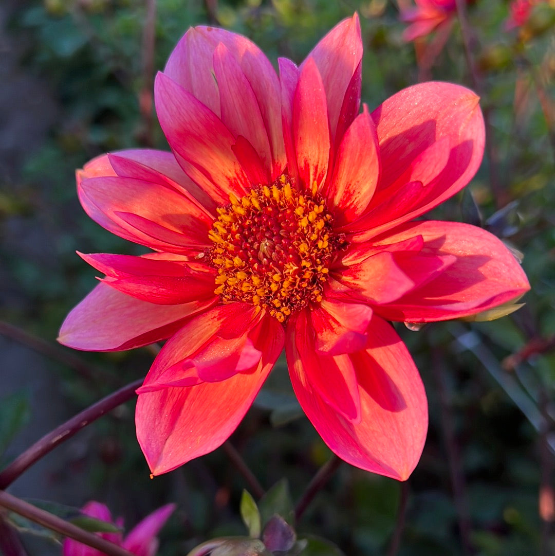 Halskråsdahlia
