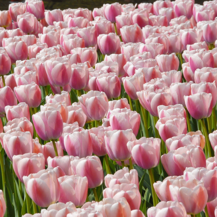 Storpack blomsterlök