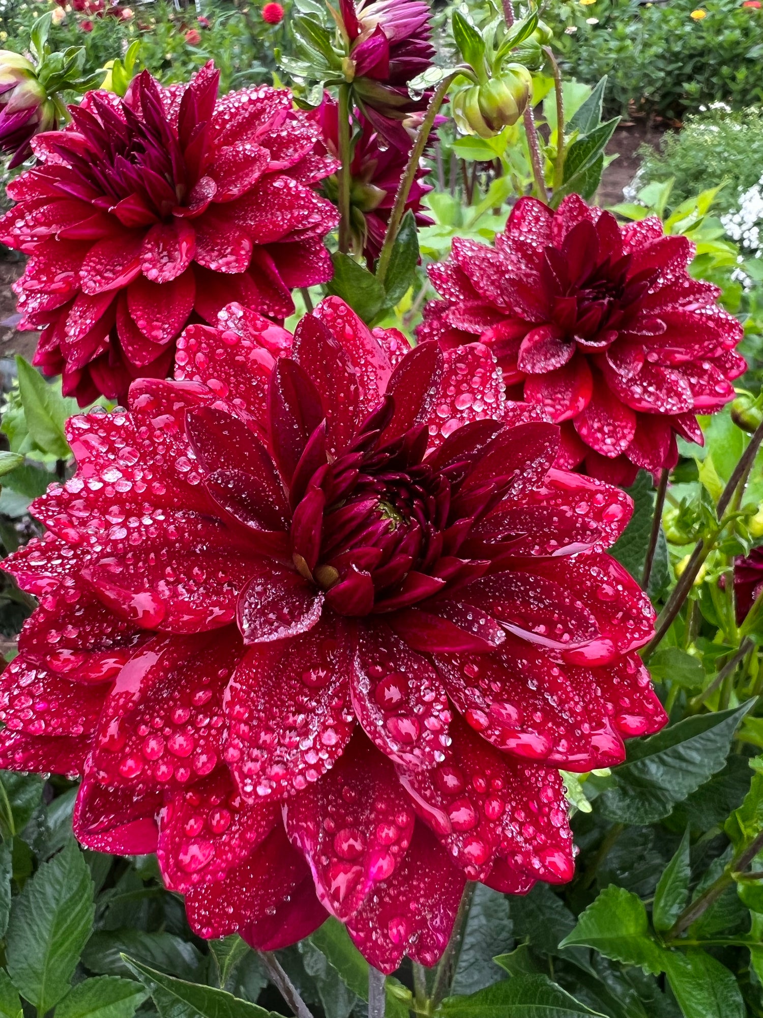Dekorativa småblommiga