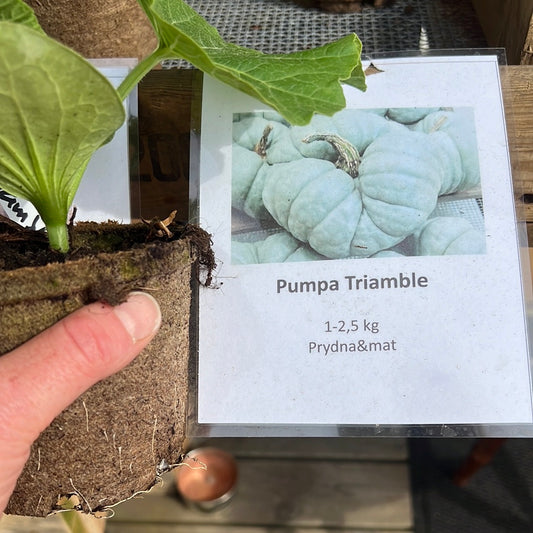 Pumpa Triamble