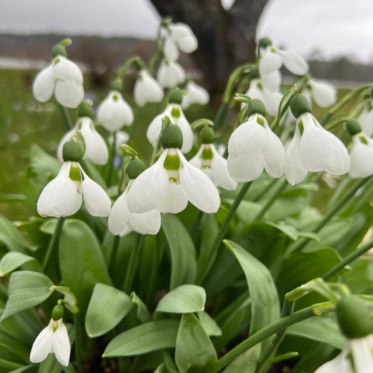 Snödroppar Galanthus Beluga