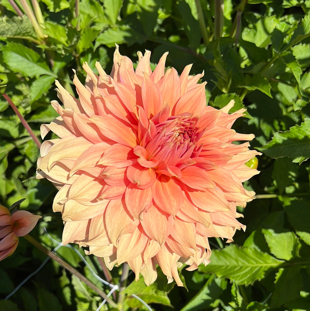 Dahlia Fairway Spur