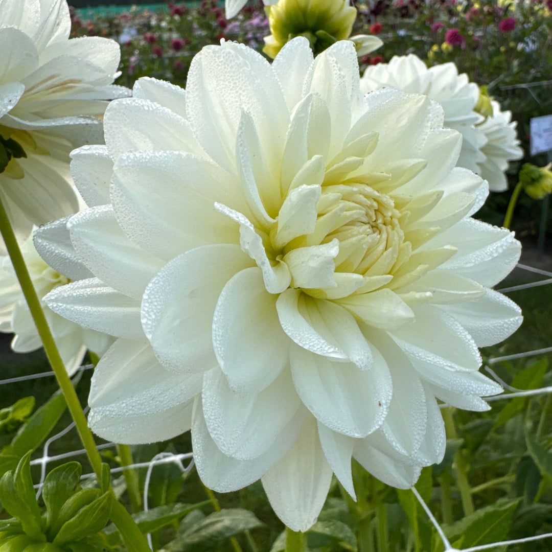 Dahlia Peace Pact