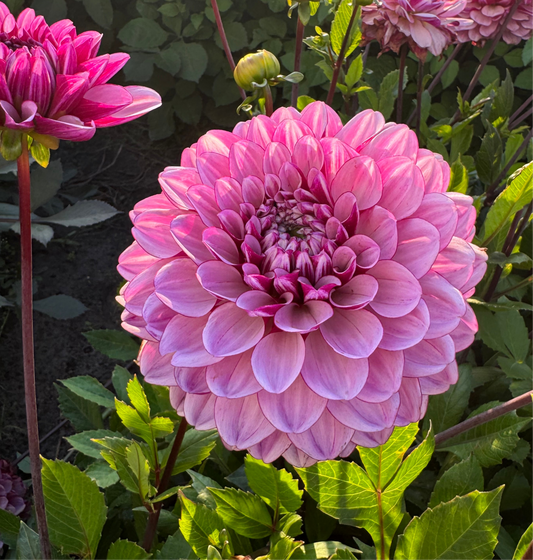 Dahlia LB-112
