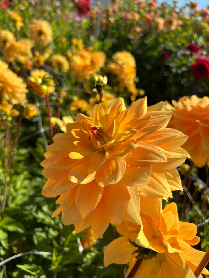 Dahlia Karma Gold