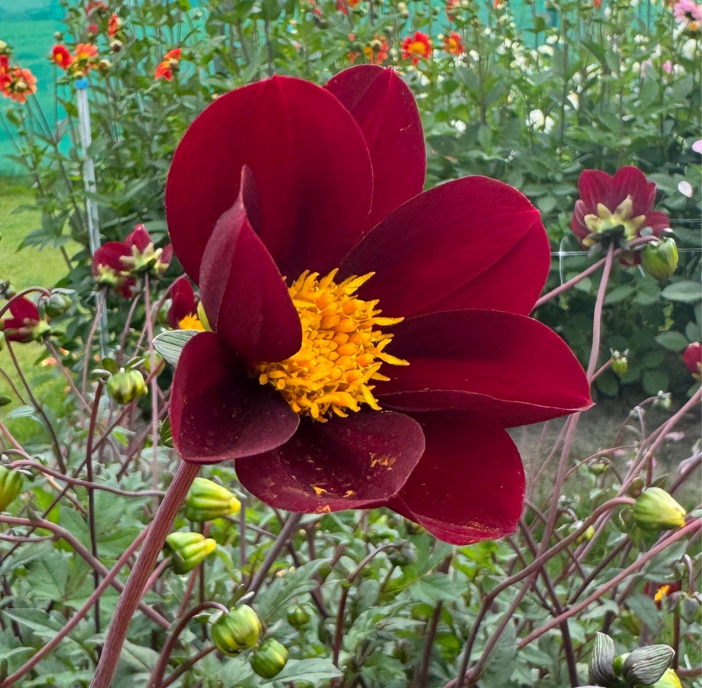 Dahlia Pollinerarnas eldiga favvoblandning 5st