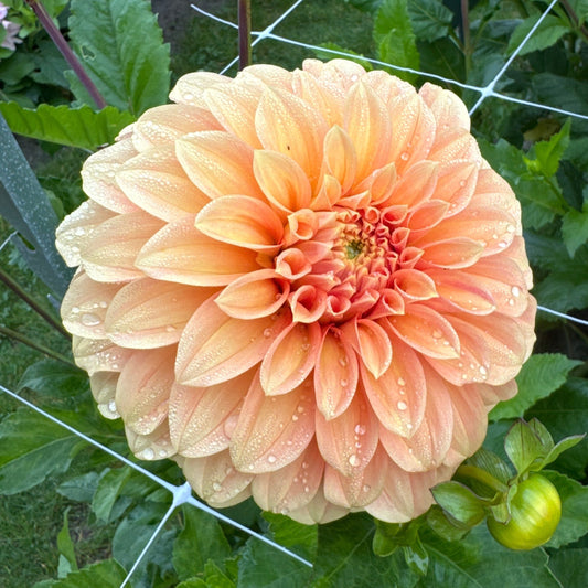 Dahlia My Hero