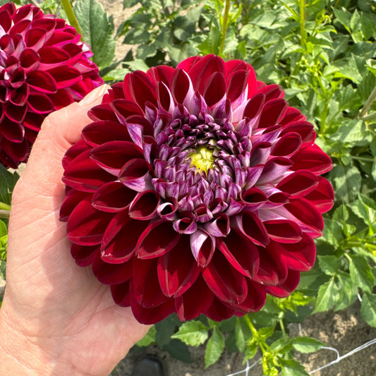 Dahlia Embassy Nyhet!