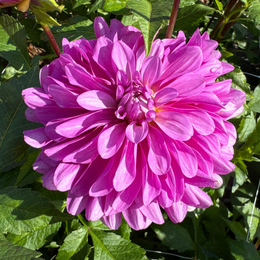 Dahlia Bluetiful Nyhet!