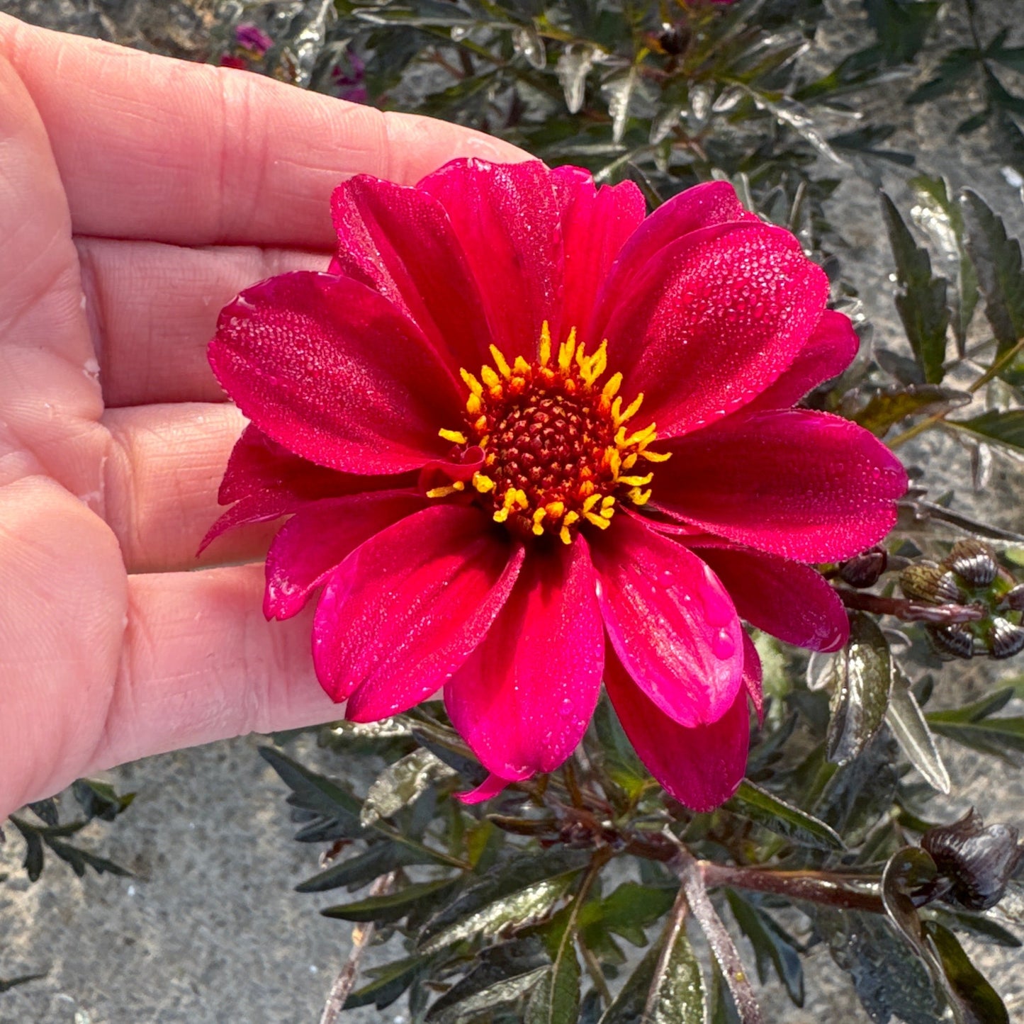 Dahlia Bishop of Caterbury Nyhet!