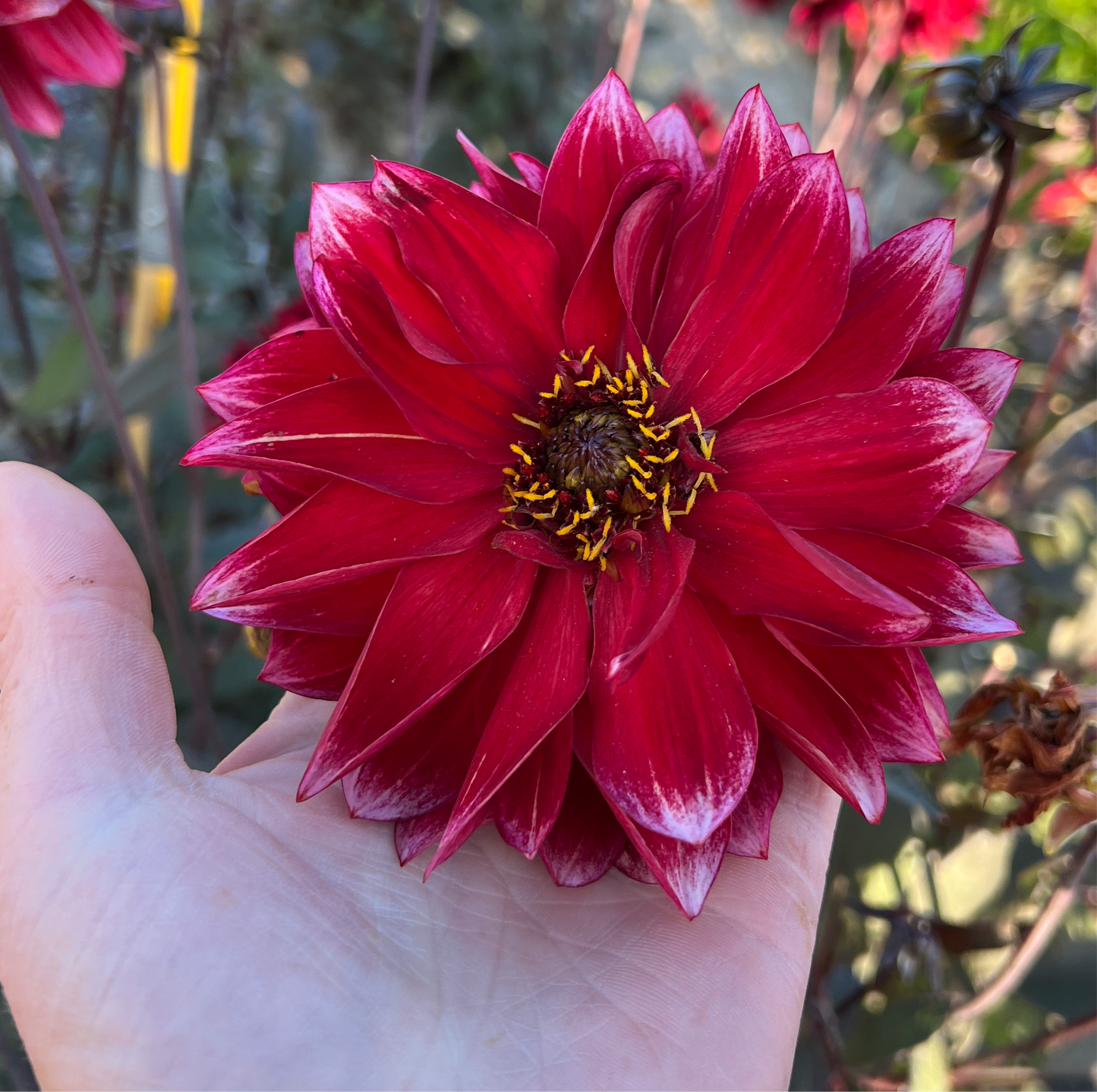 Dahlia Dakarin Nyhet!