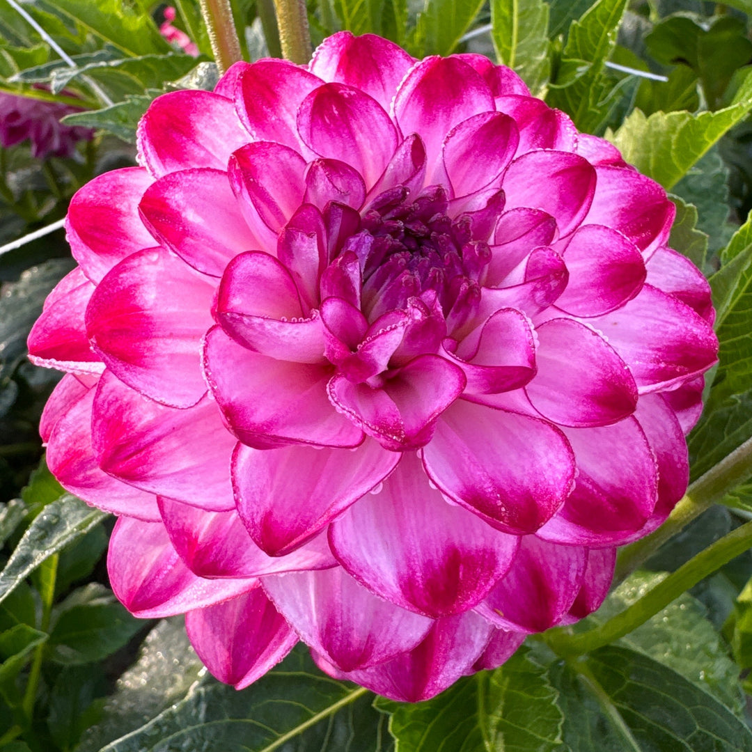 Dahlia Stardust