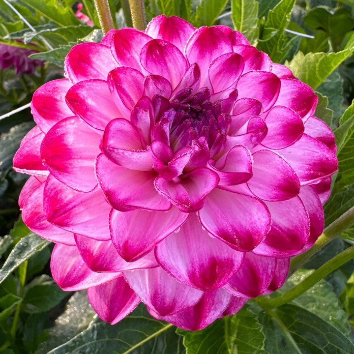 Dahlia Stardust