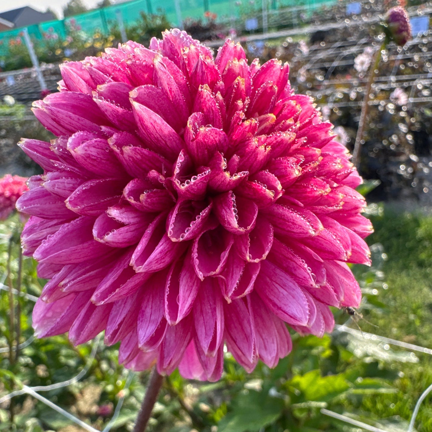 Dahlia Alyshia