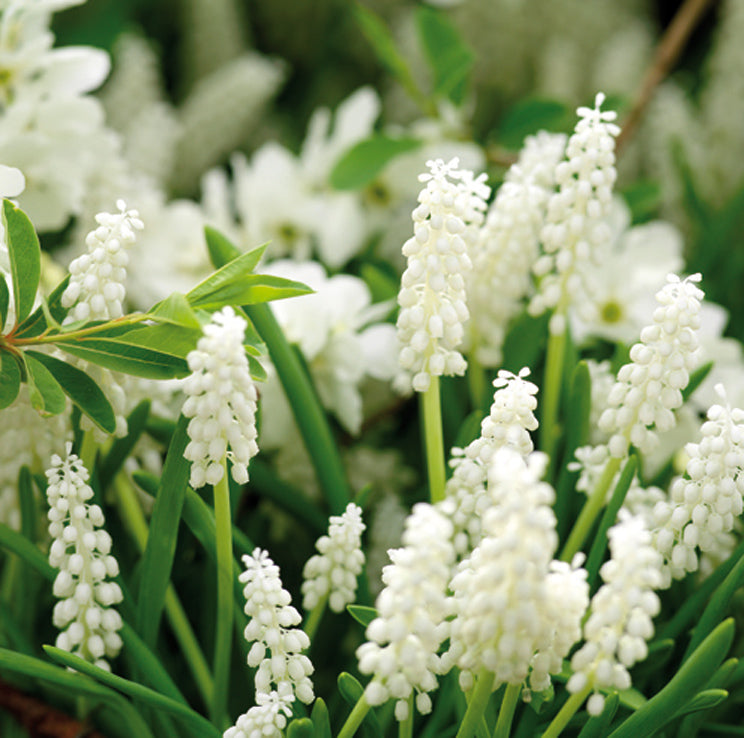 Muscari White Magic Pärhyacint 15 st