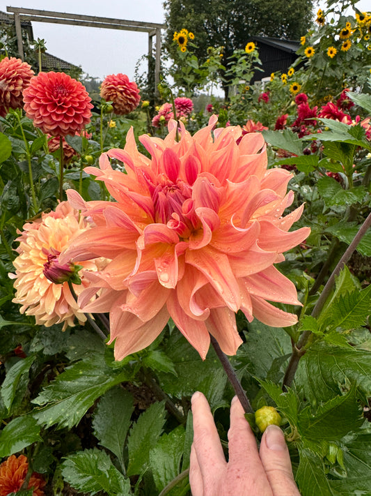 Dahlia Apricot Fire LB-006