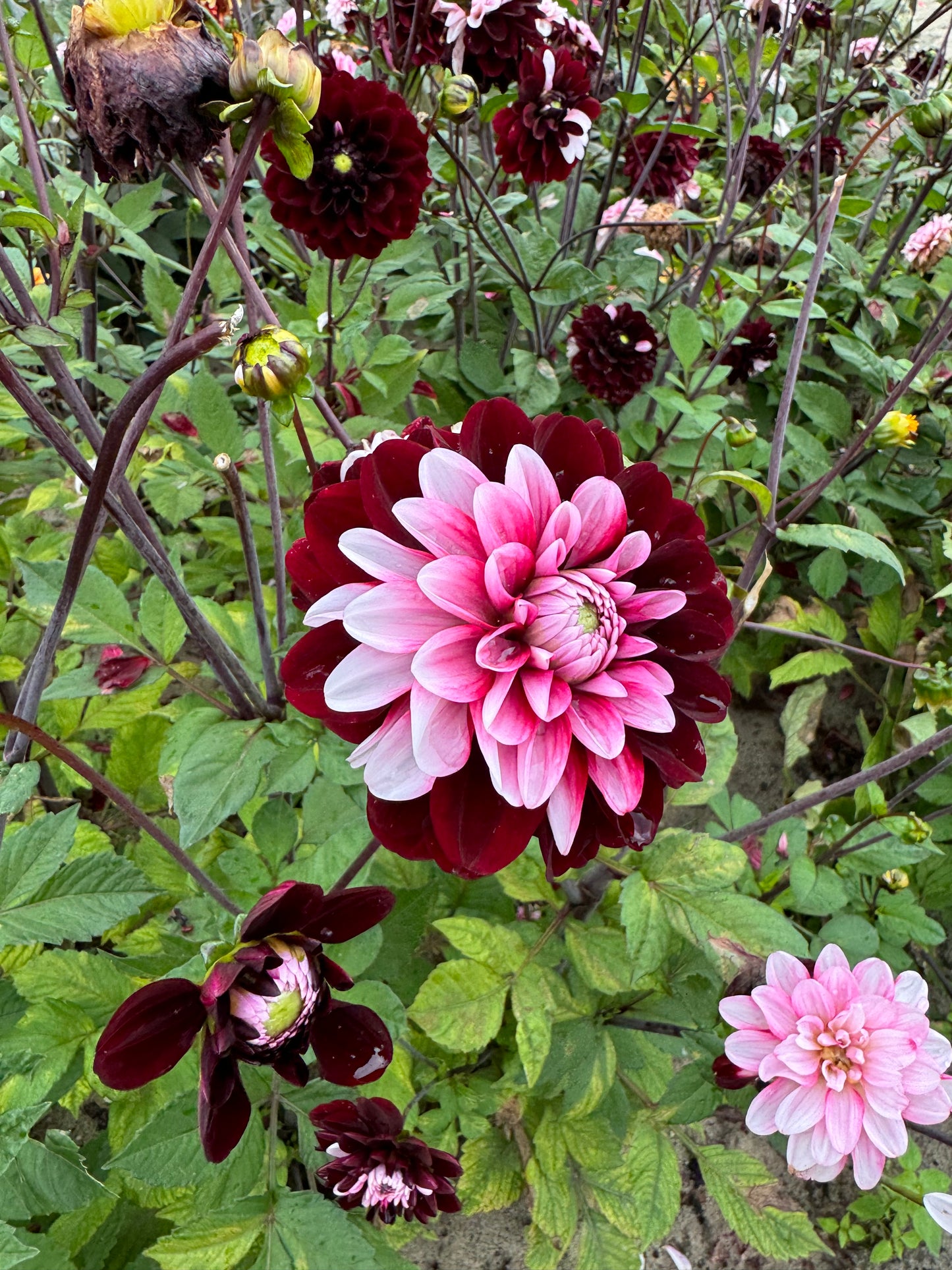 Dahlia Daria in Love Nyhet!