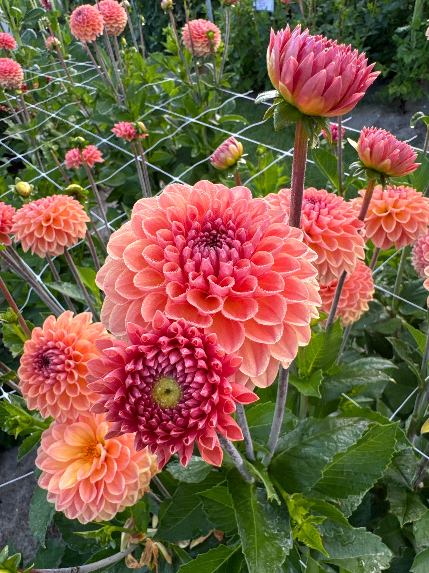 Dahlia Orange Breeze