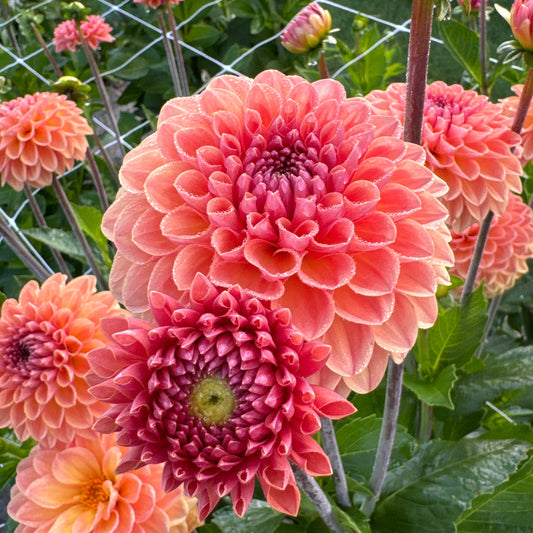 Dahlia Orange Breeze