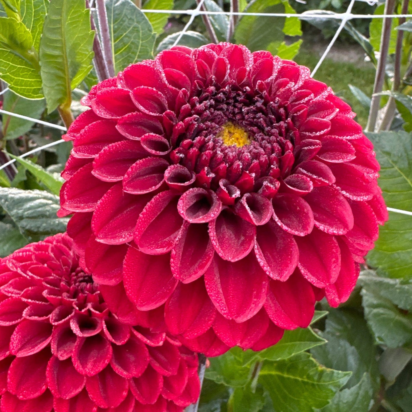 Dahlia Bizon Red Nyhet!