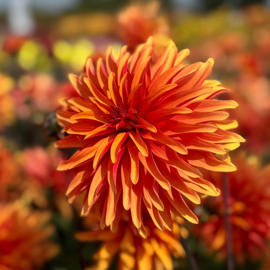 Dahlia Dorita Nyhet!