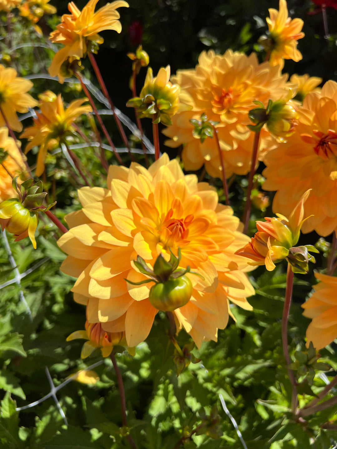 Dahlia Karma Gold