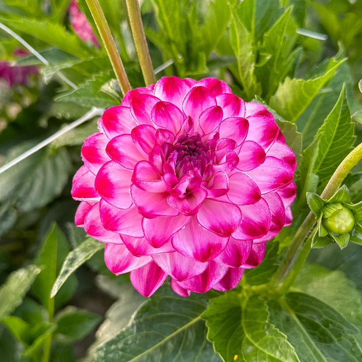 Dahlia Stardust