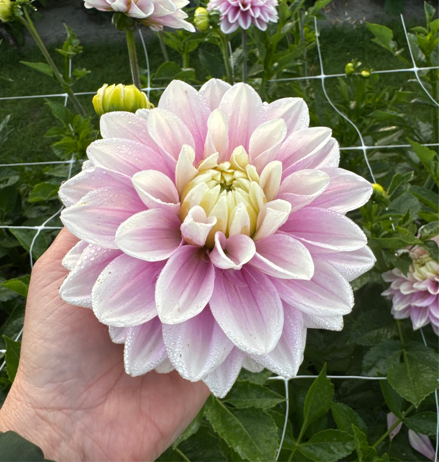 Dahlia Sweet Lucille