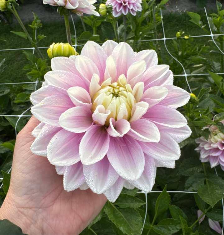 Dahlia Sweet Lucille Utgår!