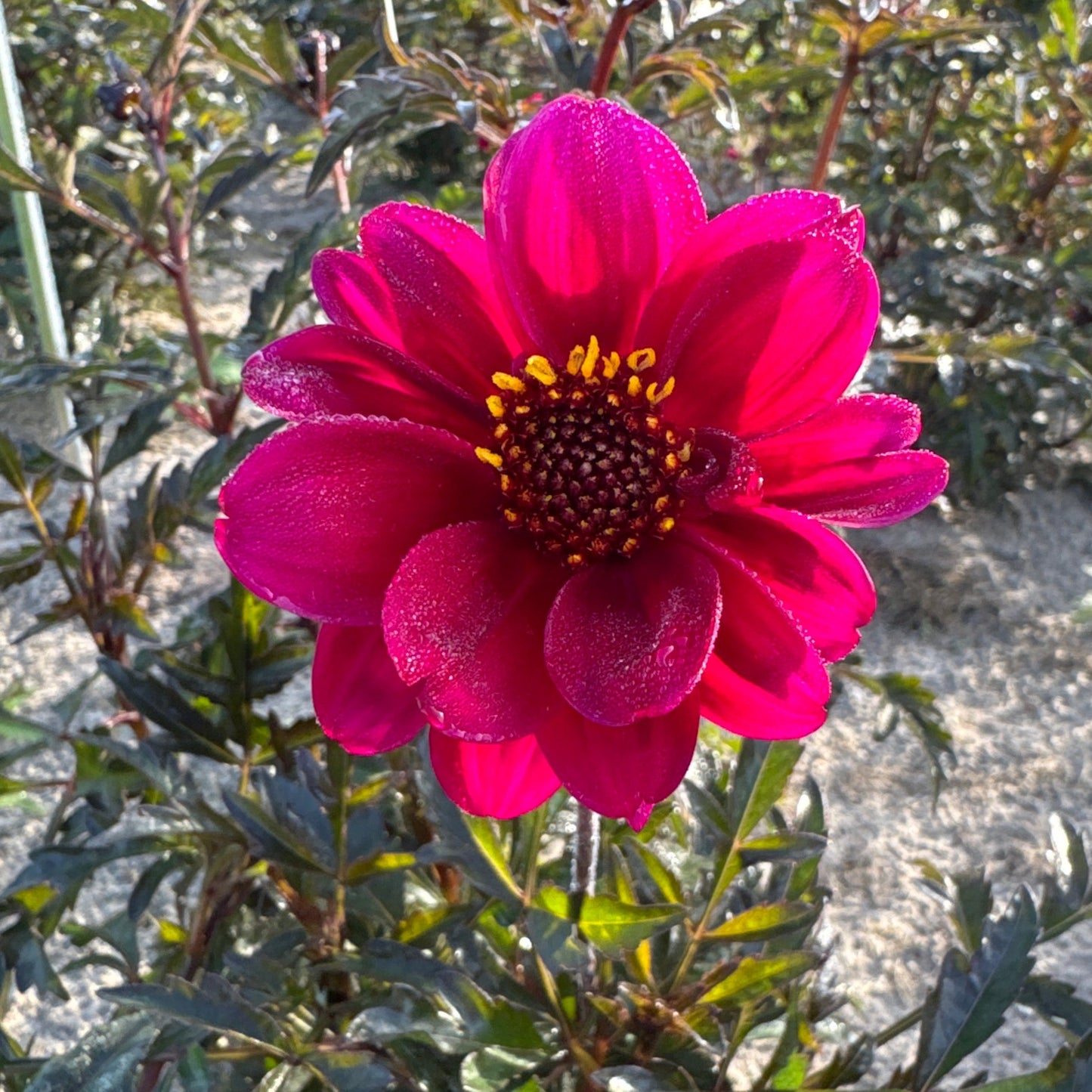 Dahlia Bishop of Caterbury Nyhet!