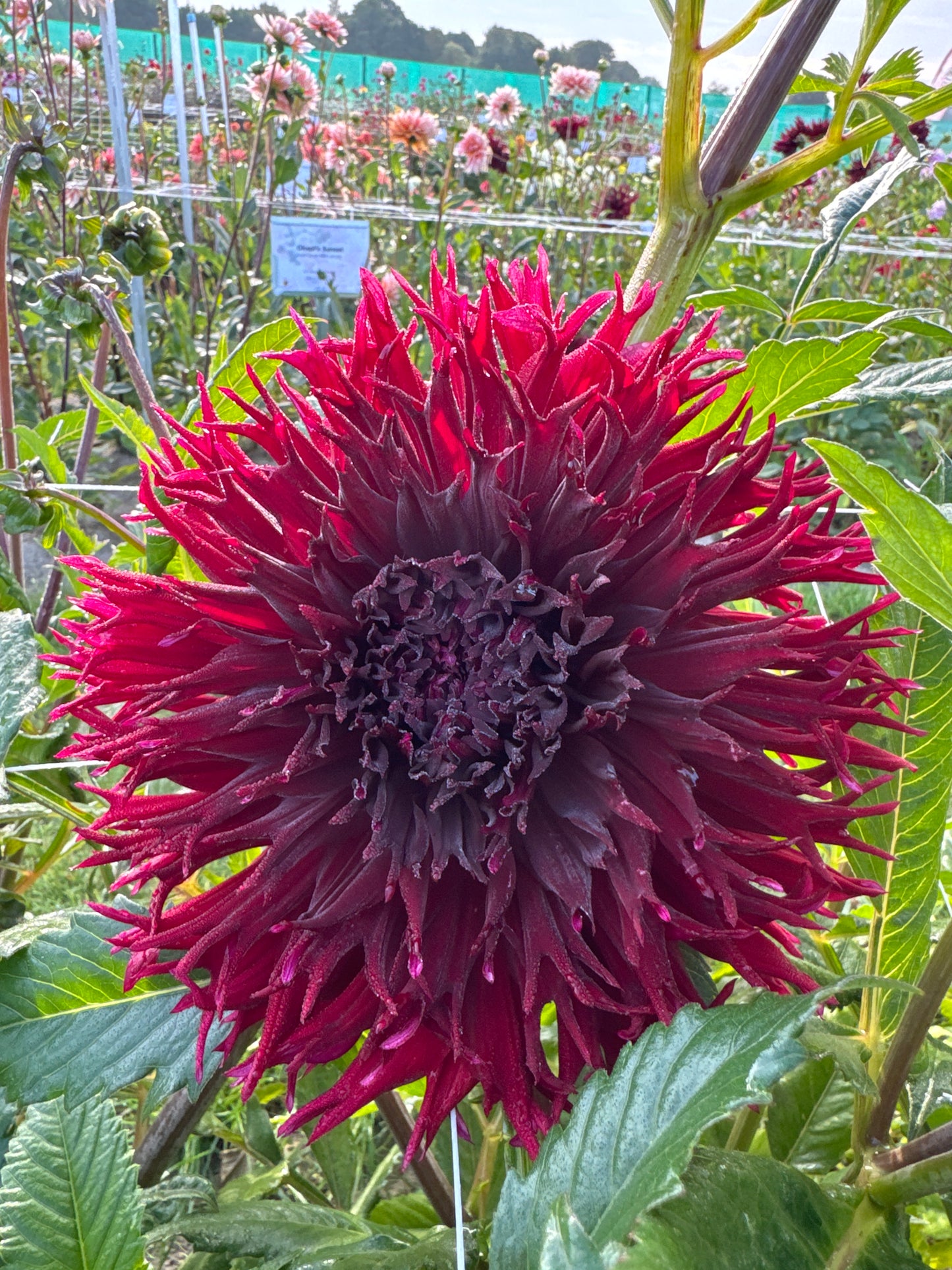 Dahlia Kenora Macop-b