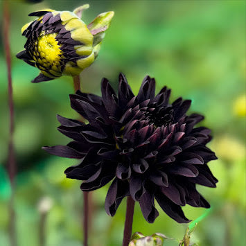 Dahlia Czarny Charakter