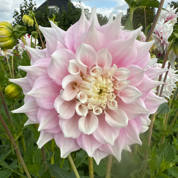 Dahlia Gitt&