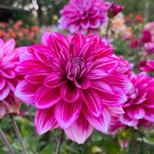 Dahlia Hemisphere