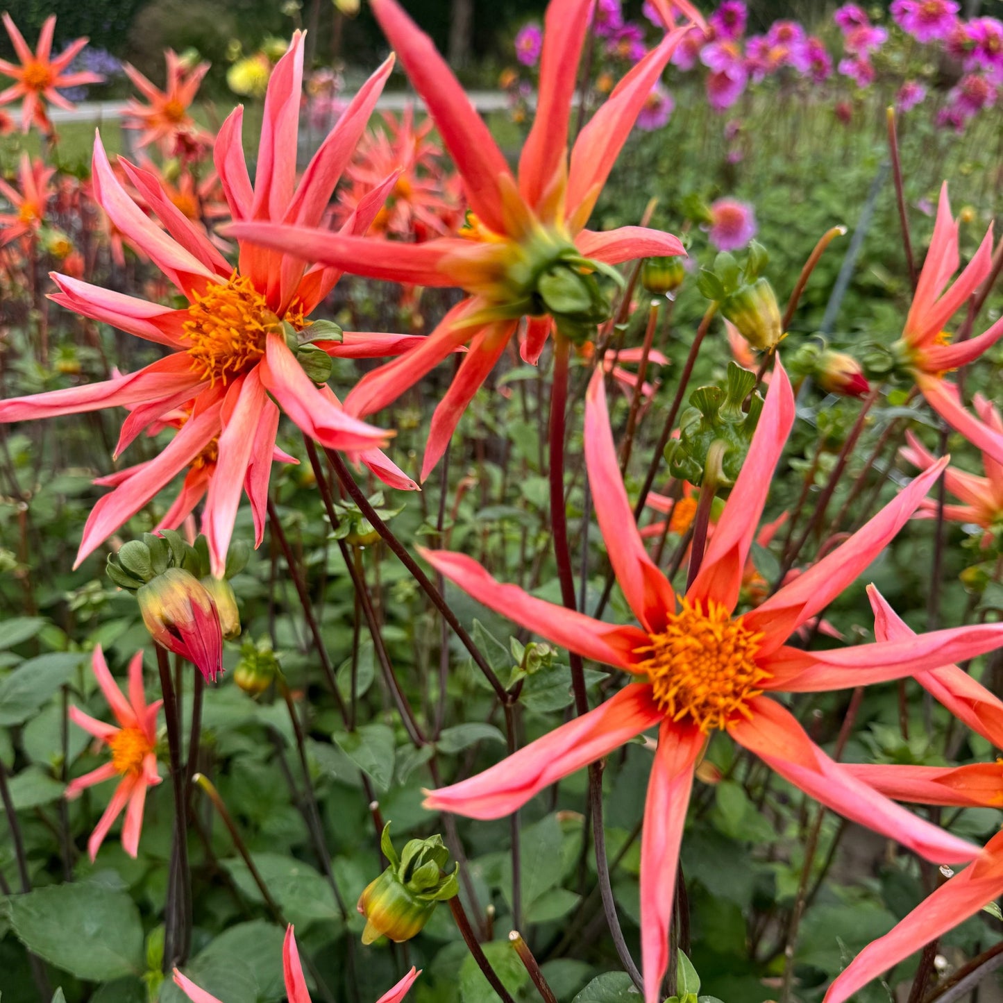 Dahlia Pollinerarnas eldiga favvoblandning 5st