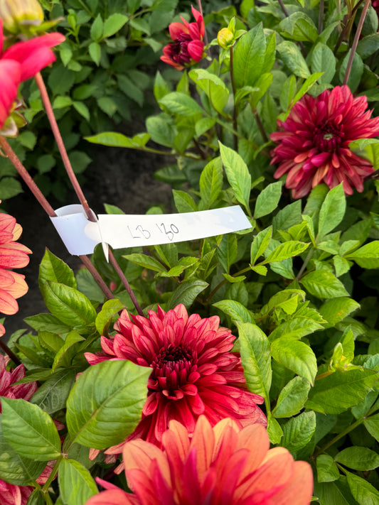 Dahlia My Spirit LB-130