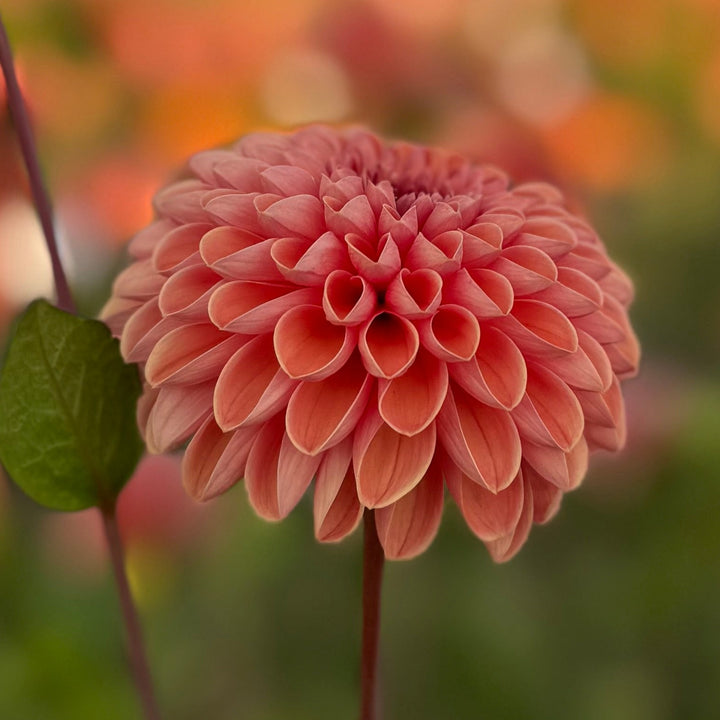 Dahlia Bestseller utgår!