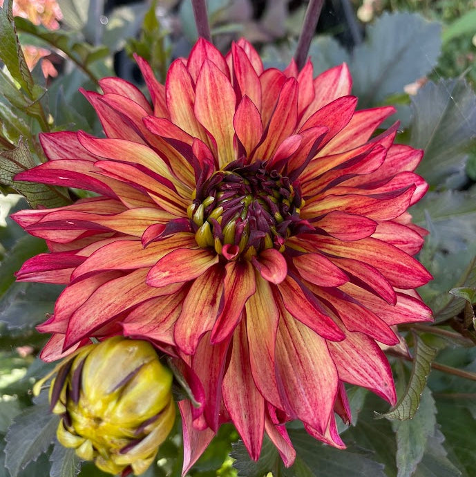 Dahlia Inferno LB-113