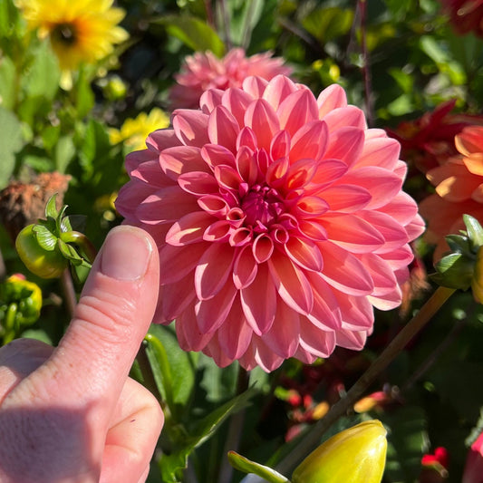 Dahlia Hello You! LB-047